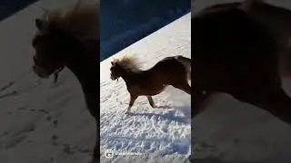 RUN AWAY WITH THIS HAFLINGER! 🐎🐎🐎🐎 #streamhorsetv #haflinger #runaway #horses #run #nature #shorts