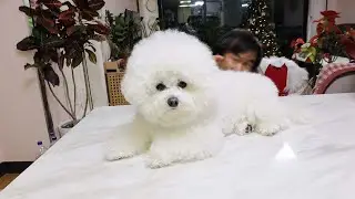 Hiding From My Dogs In Plain Sight
