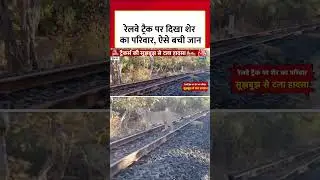 रेलवे ट्रैक पर दिखा शेर का परिवार, ऐसे बची जान  #shorts #viral #latest #aajtakdigital