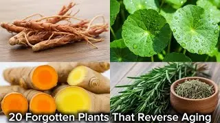20 Forgotten Plants That Reverse Aging (Backyard Longevity)🌿