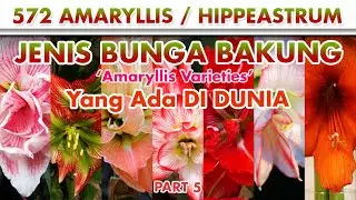 570+ BUNGA BAKUNG Part 5 | Amaryllis Varieties | Hippeastrum | Plant id | Nama Tanaman