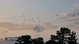 Freedom in the Sky &ndash; Cinematic Bird Footage....// HR PATEL
