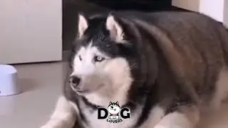 Most Fat Husky In the World Chubby Husky | Overweight Husky