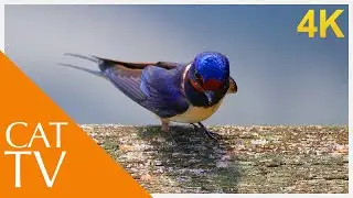 Boredom Blasting TV for Cats! Birds and Wildlife Cat TV Video in 4K