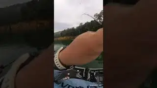 Giant snakehead top water attack! #fishing #giantsnakehead #toman #babon