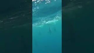 Bali - Indonesia: Lovina beach - Swimming with dolphins
