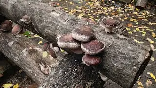 Cultivarea ciupercilor shiitake pe busteni part 3 Shroomareala ep 27A