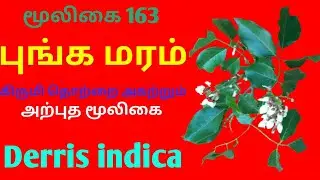 புங்க மரம் மருத்துவம்|Punga maram|derris indica|Alasal