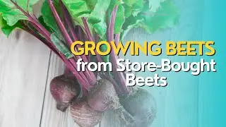 Growing Beets from Store-Bought Beets