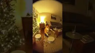 This Cat's Drum Solo is INSANE 🐱🥁 #catsofshorts #petfails #trending