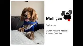 Dogs of Trillium Court Presentation