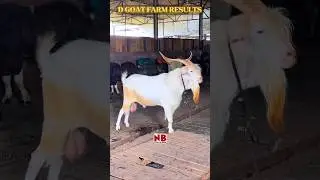 D Goat Farm ka Khazana👑 #bakraeid #bakraeid2025 #bakraeidspecial #bakra #goats #trending #biggoats