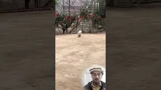 Run #respect #run #dog #shorts  #funny #manpower #watchtillend