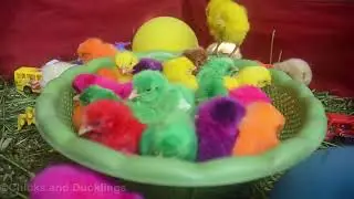 Colorful Chicken Baby Chirping Sound Effects | Colored Baby Chicks Chirping in a Basket | Ayam warna
