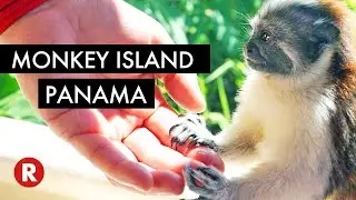 Extraordinary Monkey Encounter // Monkey Island, Panama