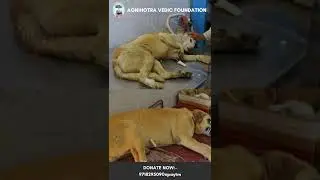 Our mission to improve the welfare of Dogs and Animals.