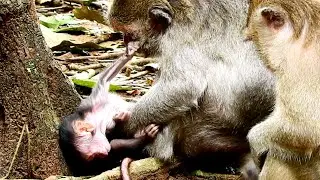 Ah What's Jinx Newborn Baby Monkey Doing! So Lovely Monkey! Jinx Free Playing Round!