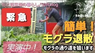 【モグラ退治#256】畑荒らし/速攻退散/実演中【自然の暮らし/50代vlog 】#モグラ退治  #家庭菜園#50代
