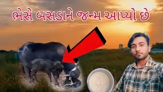 ભેંસ વિયાણી તે પાડો આવ્યો#10 લિટર જેટલું ભેંસ દૂધ કાઢે છે#✅