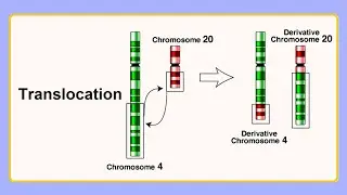 translocation