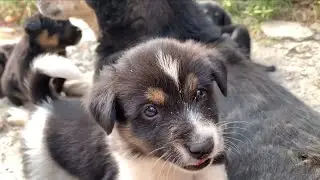 Puppies Fighting For Mother's Milk💦/ No Comprise while Eating😅