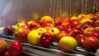 Apple Pressing time at Healeys Cyder Farm