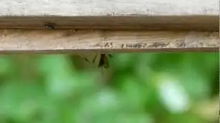 Ichneumon Wasp Examines Host Nest キアシオナガトガリヒメバチ♀が寄主の巣を物色