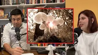 Did Christianity begin with a magic mushroom trip?