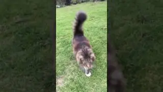 Norwegian forest cat - foo kun exploring outside