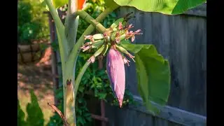 Banana Pod Time Lapse   HD 720p