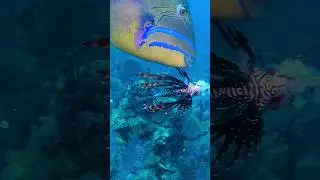 Triggerfish DESTROYS this Lionfish!!!
