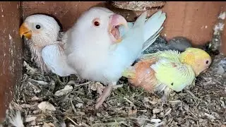 Biggest Famous Albino red Eyes setup | Famous Albino Red Eyes setup in Karachi Pakistan #birds