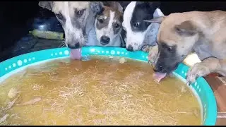Watch These Puppies Eat Together It's So Cute