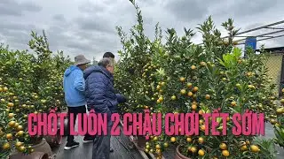 1,5 TRIỆU 1 CHUM QUẤT - CỤ CHỐT LUÔN CẶP CHƠI TẾT SỚM, NHIỀU NGƯỜI ĐI MUA QUẤT TẠI VƯỜN TỨ LIÊN