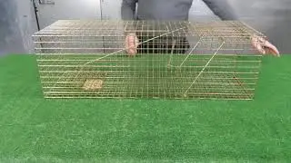 TrapMan Large Cat Trap setting