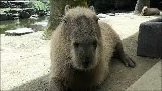 Donut Sings SO Beautifully Asking Me to Pet Him