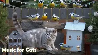 12 Hours of Cat TV Music for Cats 🎶 Peaceful Tunes for Anxiety 🐈 Kitten Relaxing Music Healing
