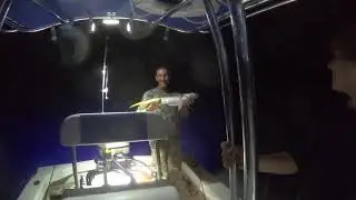 PB Yellowtail