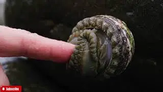 🔴 ASMR Unboxing a Fresh Catch of Abalone | Satisfying Water Splashes & Shell Sounds