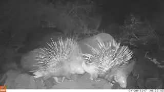 Crested porcupines mating