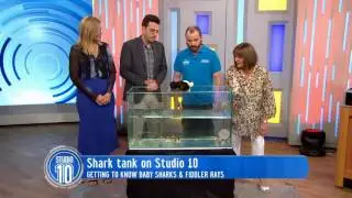 Baby Sharks and Fiddler Rays