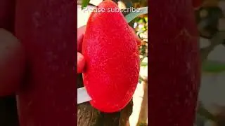 What a beautiful and juicy mango!#short #shortvideo #viralshorts