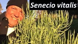 Senecio vitalis (cylindricus) &ndash; узколистные меловые палочки или синие меловые пальцы