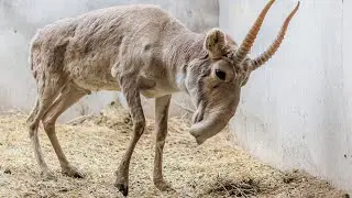 25 СТРАННЫХ животных, о существовании которых вы не знали