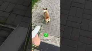 Подписка = ежедневная доза корги #корги #corgi #собака #corgishorts #tiktok #шортс #shorts #corgidog