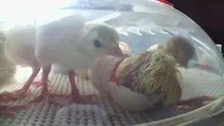 Turkey Hatching