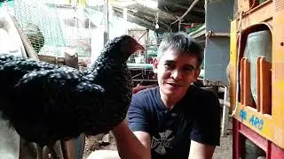  limberneck desease  issue to our free range chicken