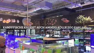 Aqua. to go on Tour: Kampffische in Gesellschaft Kölle Zoo Karlsruhe ￼#kampffische