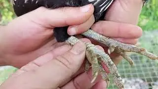 SEBRIGHT GALLINAS  caso curiosos de esta raza ✨💁‍♀️🐔Característica🔋