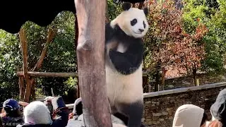 푸바오~2000일 축하해~🎉🥳🎉 | 1월 10일 오전(푸바오 실시간) Panda Fubao